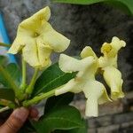 Brunfelsia americana फूल