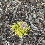 Hosta lancifolia Blad