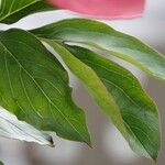 Paeonia mascula ഇല