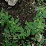 Euphorbia parviflora Natur