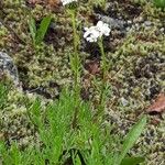 Achillea atrata Habit