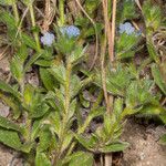 Echium parviflorum Hábito