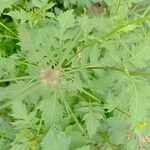 Sisymbrium erysimoides Leaf