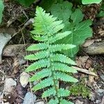 Dryopteris villarii Fulla