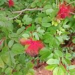 Calliandra tergemina ফুল