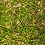 Carex leporina 整株植物