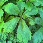 Rodgersia podophylla Blad