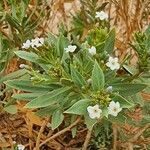 Rhazya stricta Flower