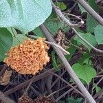 Dombeya wallichii Fruit