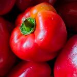 Capsicum annuum 果実