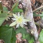 Passiflora capsularis Çiçek