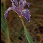 Iris macrosiphon Blomma