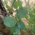 Cordia monoica Folha