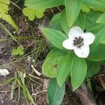 Cornus suecica Blüte