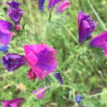 Echium plantagineumᱵᱟᱦᱟ