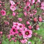 Leptospermum scopariumᱵᱟᱦᱟ