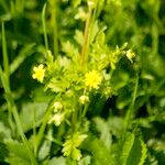 Potentilla supina 叶