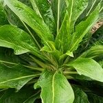 Echium hierrense Leaf