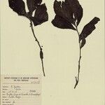 Neurolakis modesta Other