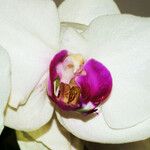 Phalaenopsis × intermedia