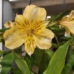 Alstroemeria aurea Fleur