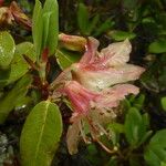 Rhododendron triflorum Flower