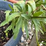 Salpiglossis sinuata Yaprak
