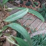 Bulbophyllum longiflorum ഇല