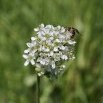 Silene sendtneri Flower