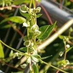 Fallopia dumetorum ഫലം