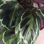 Calathea roseopicta Hoja
