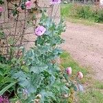 Papaver somniferum Natur