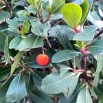 Arbutus andrachneFruit