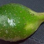 Ficus otophoroides Fruit