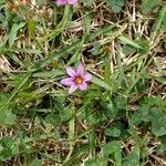 Sisyrinchium rosulatum Цветок