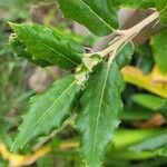 Quercus trojana Feuille