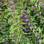 Callicarpa dichotoma Meyve