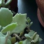 Kalanchoe millotii برگ