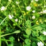 Stellaria graminea Rinde