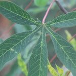 Manihot aesculifolia Frunză