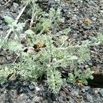 Artemisia glacialis List