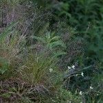 Agrostis rupestris Агульны выгляд