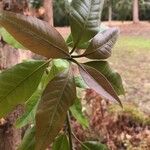 Lophostemon confertus Leaf