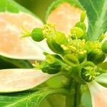 Euphorbia heterophylla Fruit