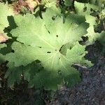 Petasites frigidus Leaf