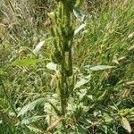 Amaranthus retroflexusYaprak