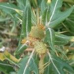 Xanthium spinosum Fruto