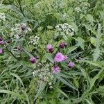 Cirsium arvenseЦветок