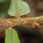 Lomariopsis hederacea Leaf