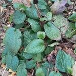 Rudbeckia fulgida Staniste